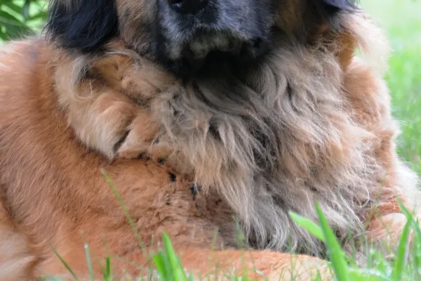 Por Que Meu Cão Late Para Mim Toda Vez Que Eu Chego em Casa?