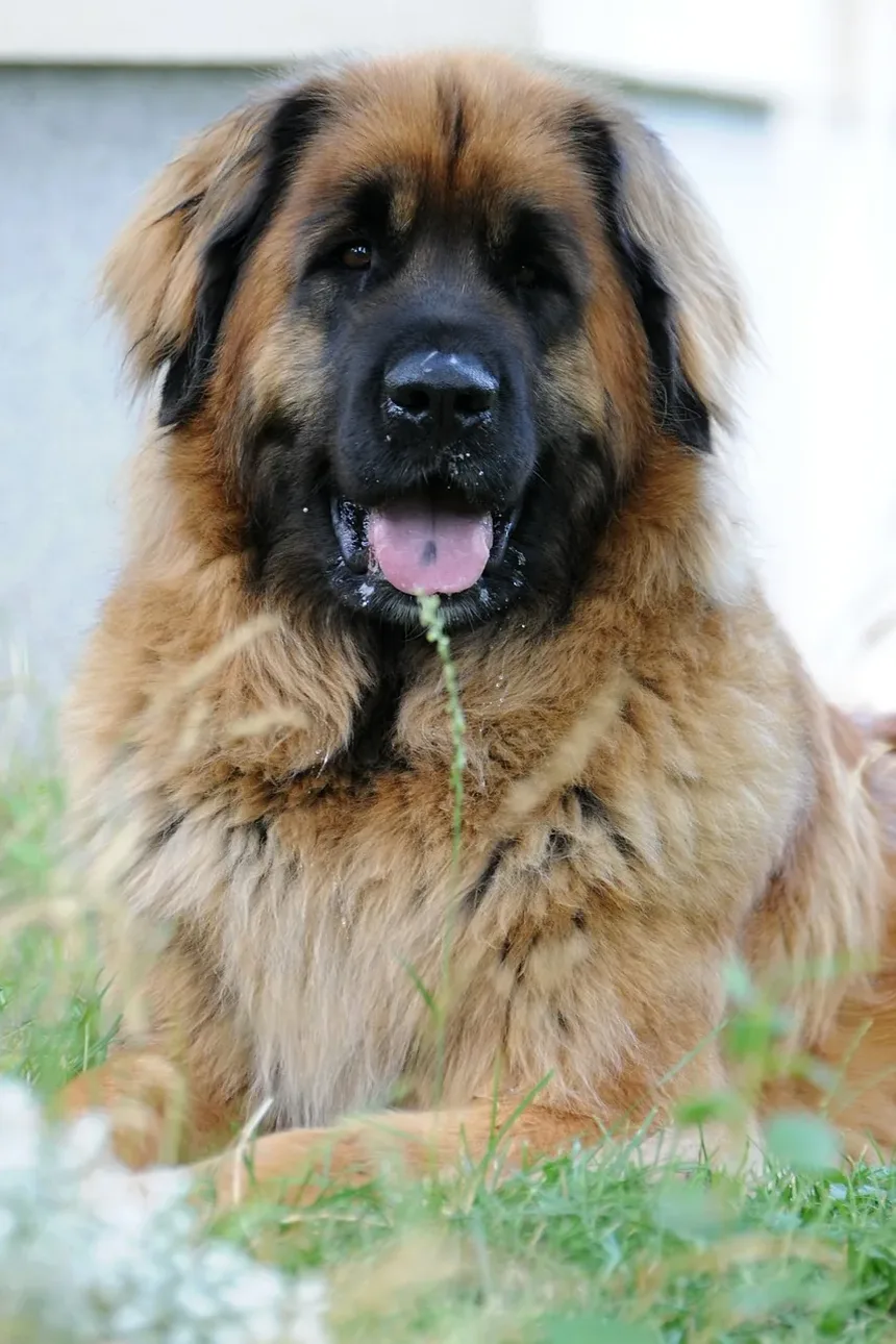 Por Que Meu Cão Late Toda Vez Que Eu Espirro?