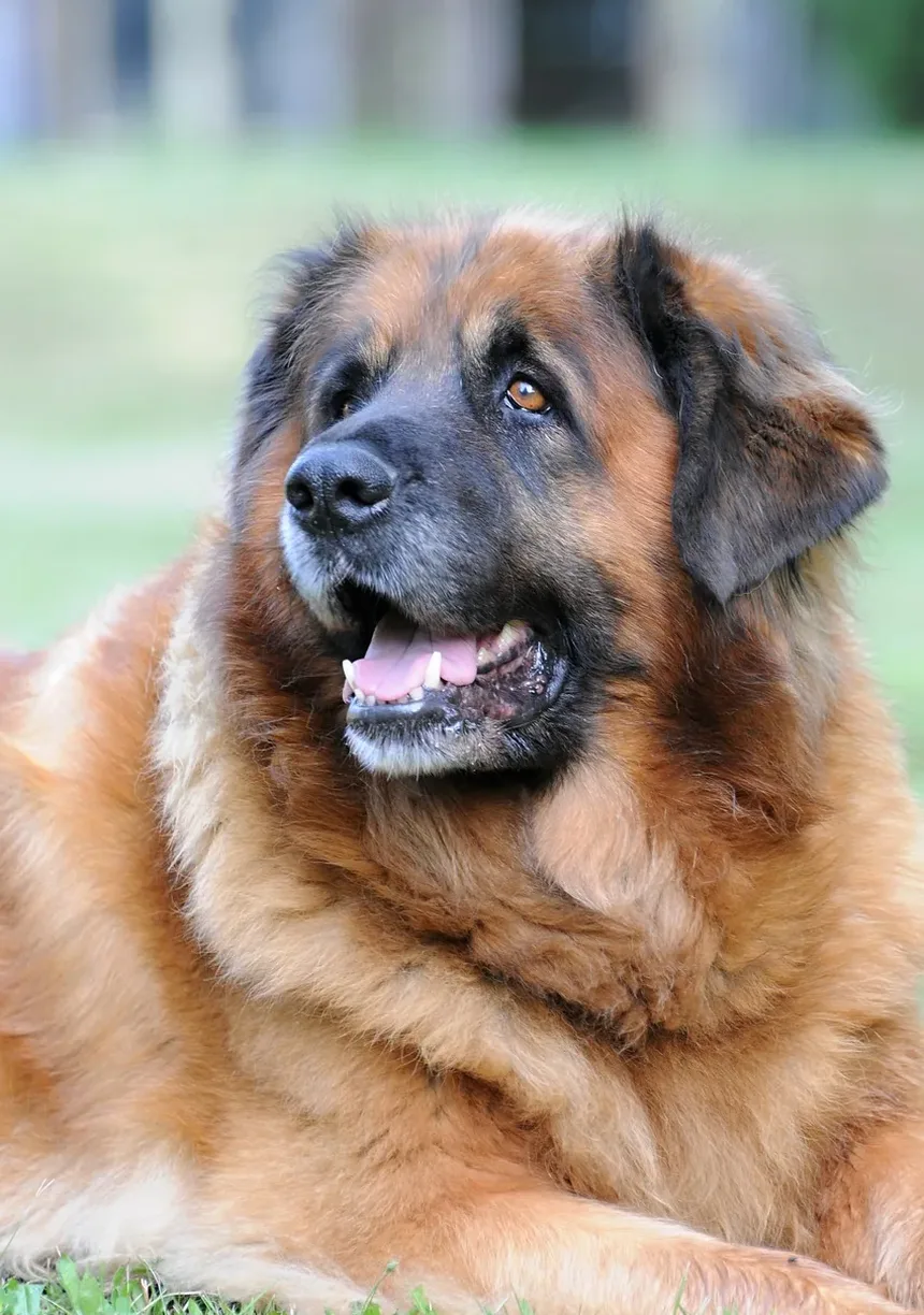 Por Que Meu Cão Late Toda Vez Que Eu Espirro?