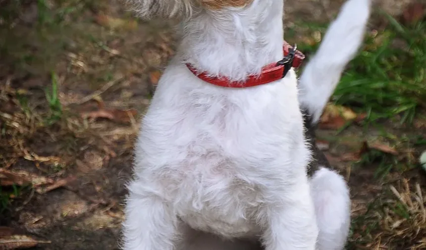 Por Que Meu Cão Late Toda Vez Que Eu Espirro?