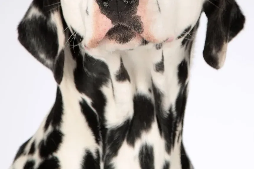 Por Que Meu Cão Late Toda Vez Que Eu Espirro?
