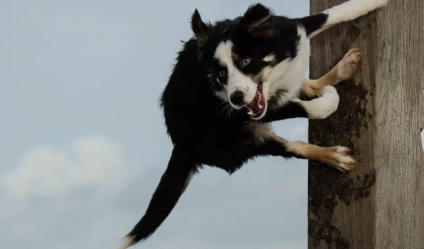 Por Que Meu Cão Late Para Mim no Escuro?