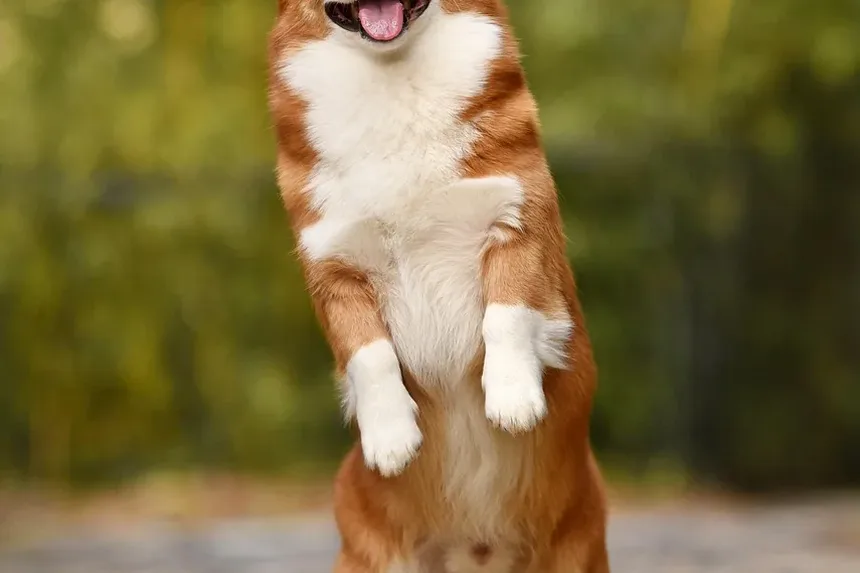 Por Que Meu Cão Late Para Mim no Escuro?