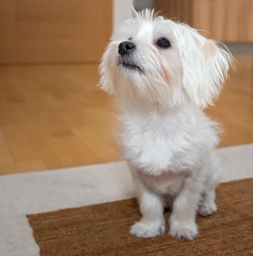 Por Que Meu Cão Late Para Mim Como Se Eu Fosse um Estranho?