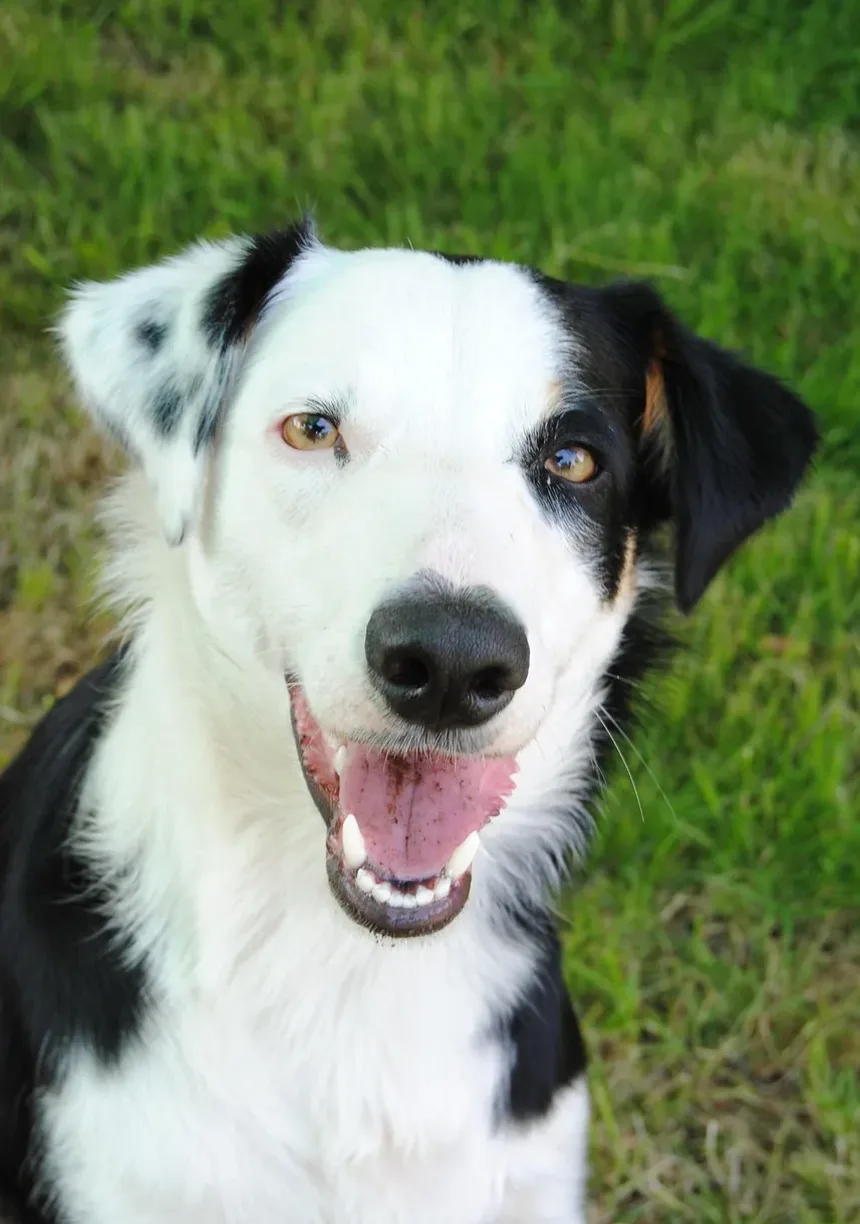Por Que Meu Cão Late Para Mim Como Se Eu Fosse um Estranho?