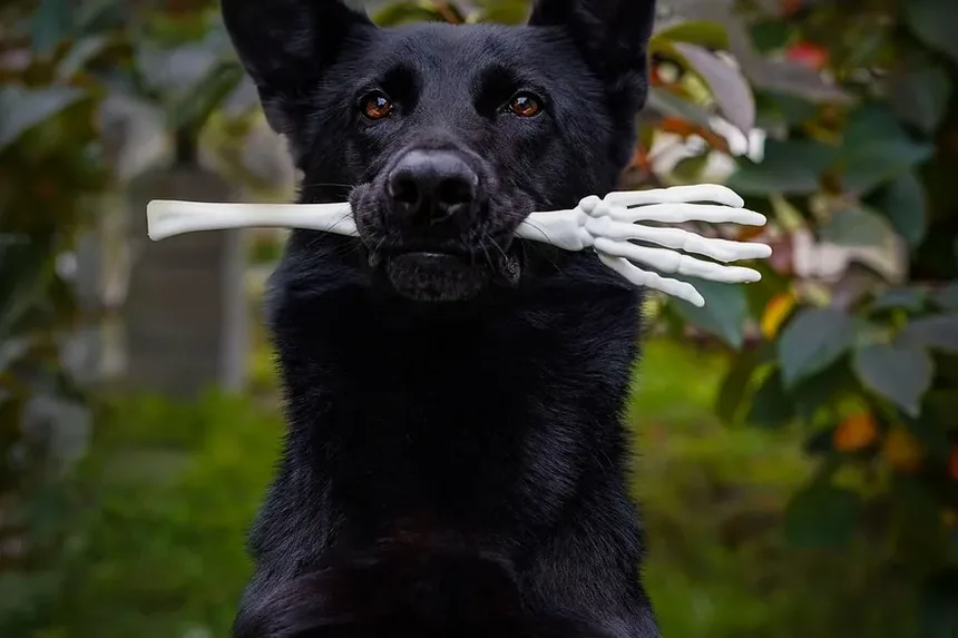 Por Que Meu Cão Late Para Mim Como Se Eu Fosse um Estranho?