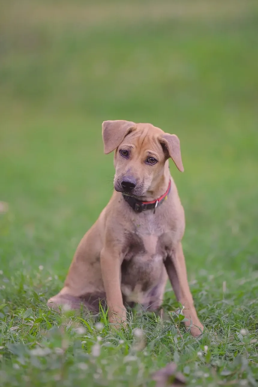 Por Que Meu Cão Late Para Mim Quando Eu Pulo?