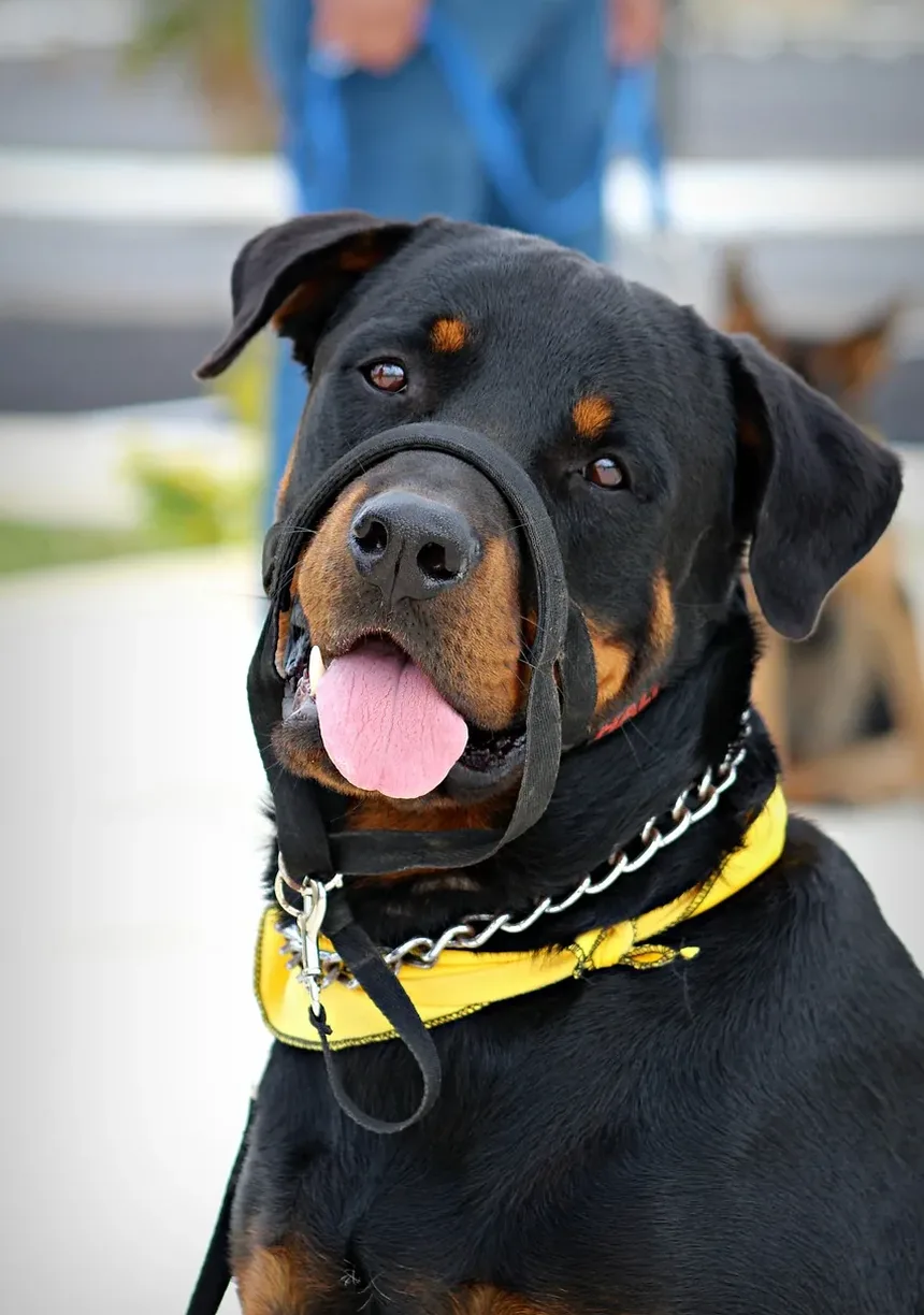 Por Que Meu Cão Late Para Mim Quando Eu Pulo?