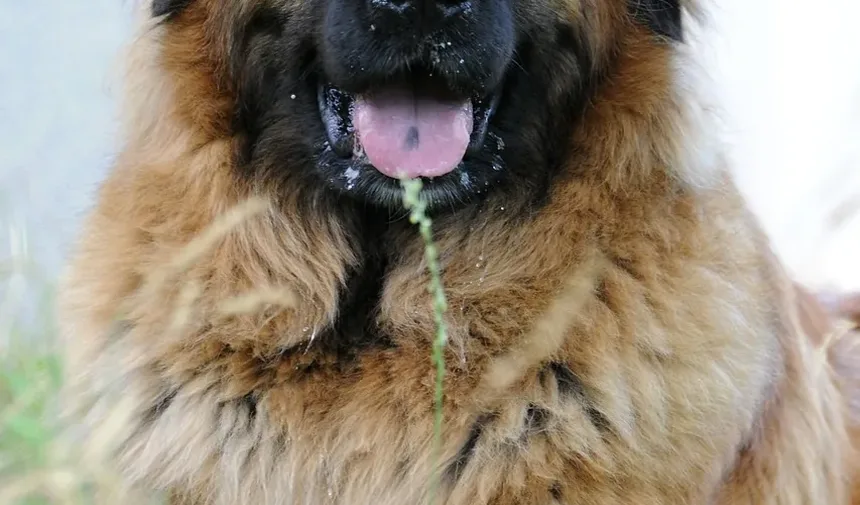 Por Que Meu Cão Late Para Mim Quando Eu Pulo?