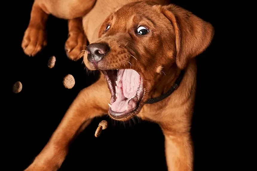 Por Que Meu Cão Late Para Mim Quando Eu Pulo?