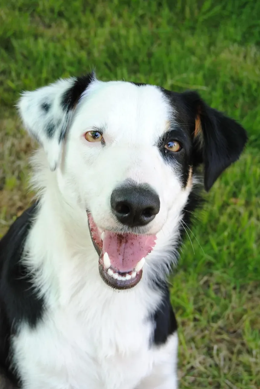 Por que meu cachorro late para mim quando eu me sento?