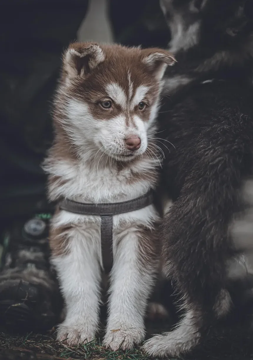 Por que meu cachorro late para mim quando eu me sento?
