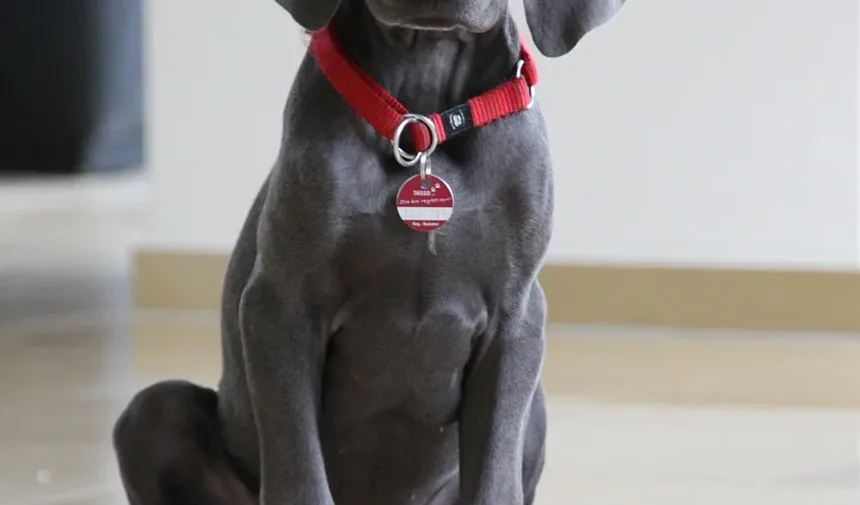 Por que meu cachorro late para mim quando eu me sento?