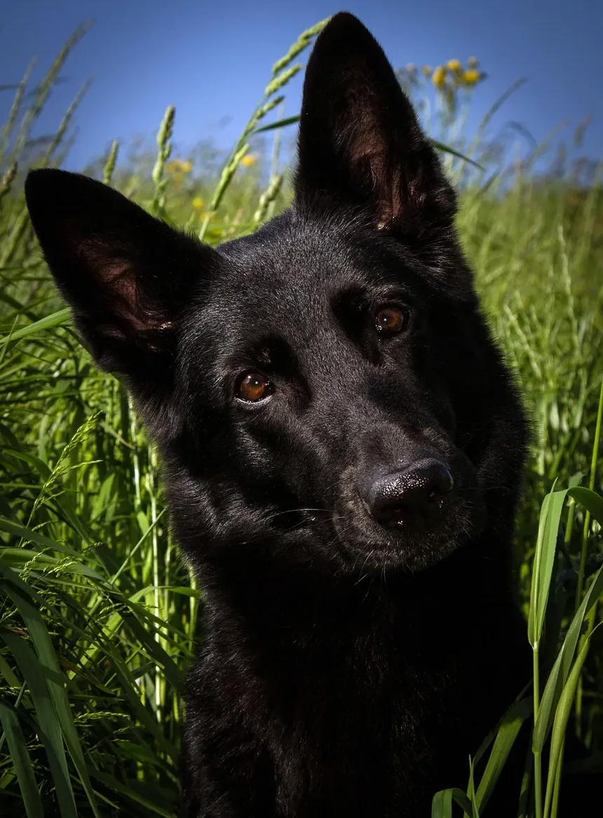 Por Que Meu Cão Rosna Para Mim Depois de Dar à Luz?