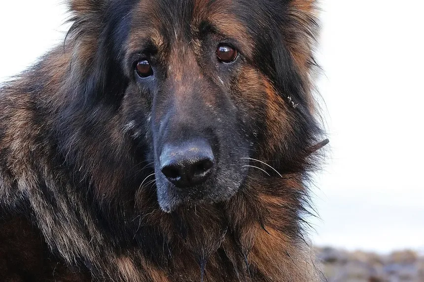 Por Que Meu Cão Rosna Para Mim Depois de Dar à Luz?