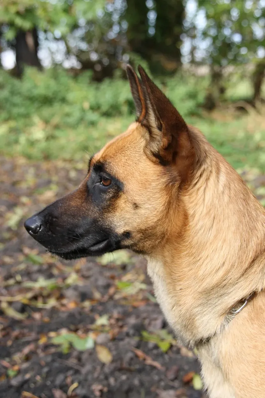 Por Que Meu Cão Rosna Para Mim Quando Está Animado?