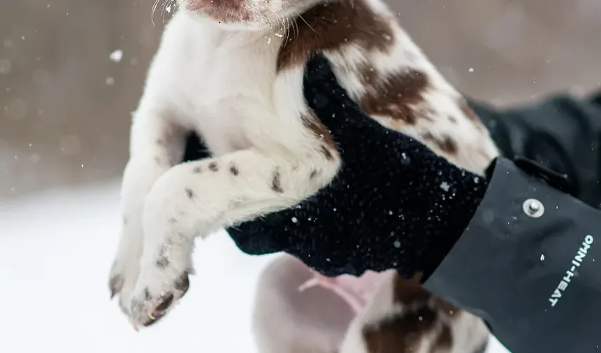 Por Que Meu Cão Rosna Para Mim Quando Está Animado?