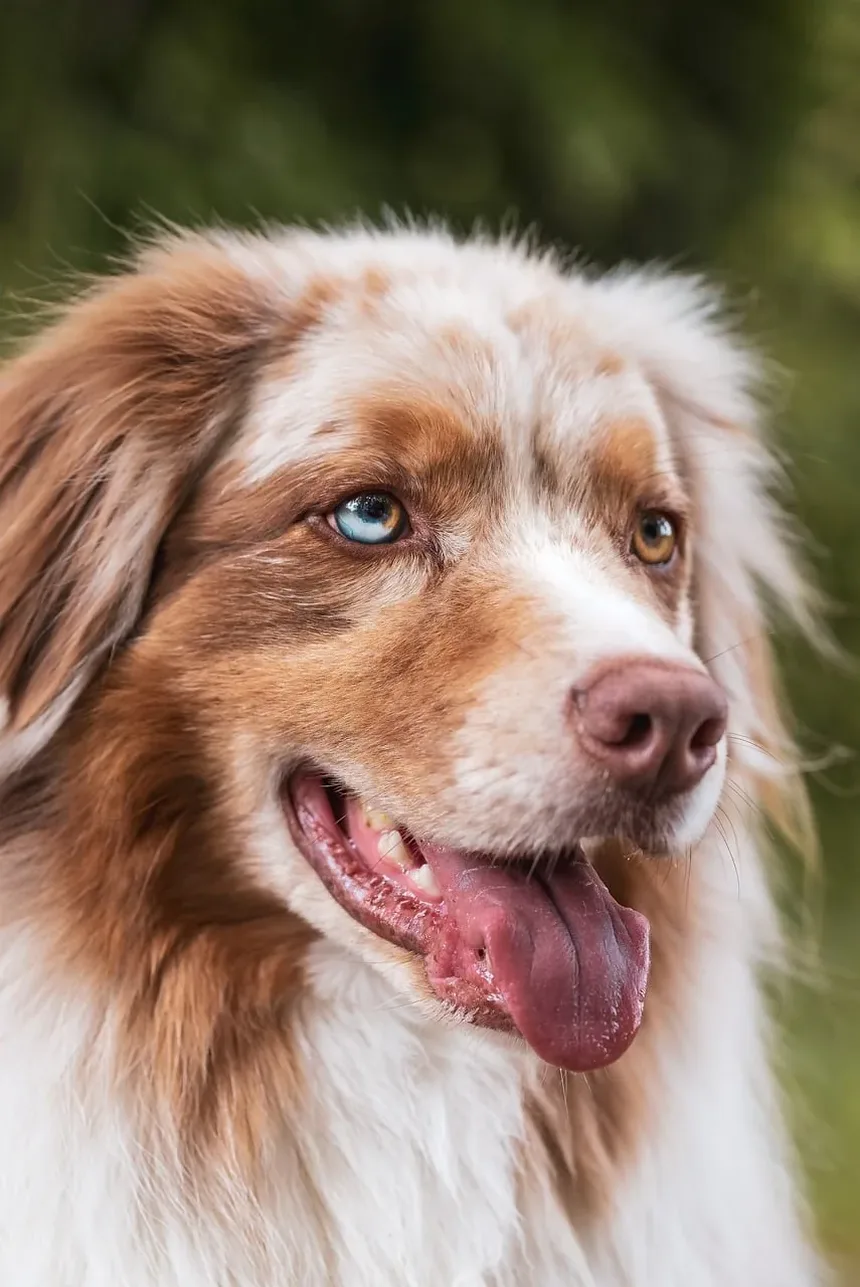 Por Que Meu Cachorro Rosna Para Mim Quando Está Cansado?