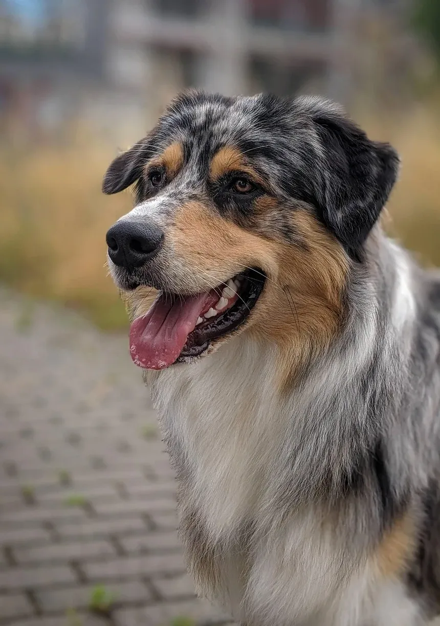 Por Que Meu Cachorro Rosna Para Mim Quando Está Cansado?