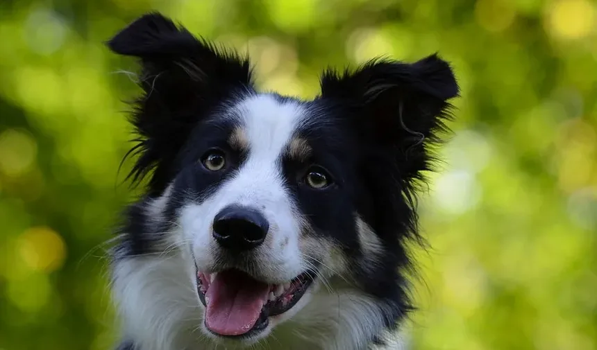 Por Que Meu Cachorro Rosna Para Mim Quando Está Cansado?