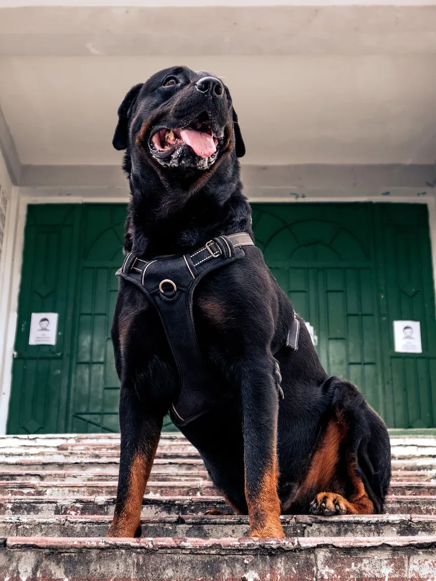 Por Que Meu Cachorro Rosna Quando Eu Dou Comida Para Ele?