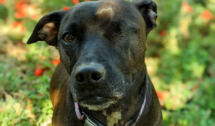 Por Que Meu Cachorro Rosna Quando Eu Dou Comida Para Ele?