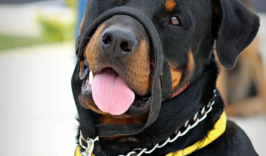 Por Que Meu Cachorro Me Encarra Depois de Aprontar?