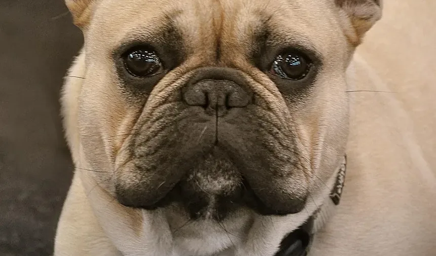 Por Que Meu Cão Late Para Mim na Cozinha?